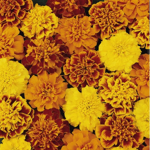 Tagetes patula 'Solena' mix - Madal peiulill 'Solena' mix P9/0,55L